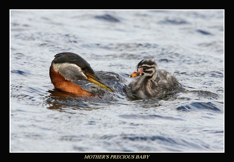 Grebe and Chick on the Water