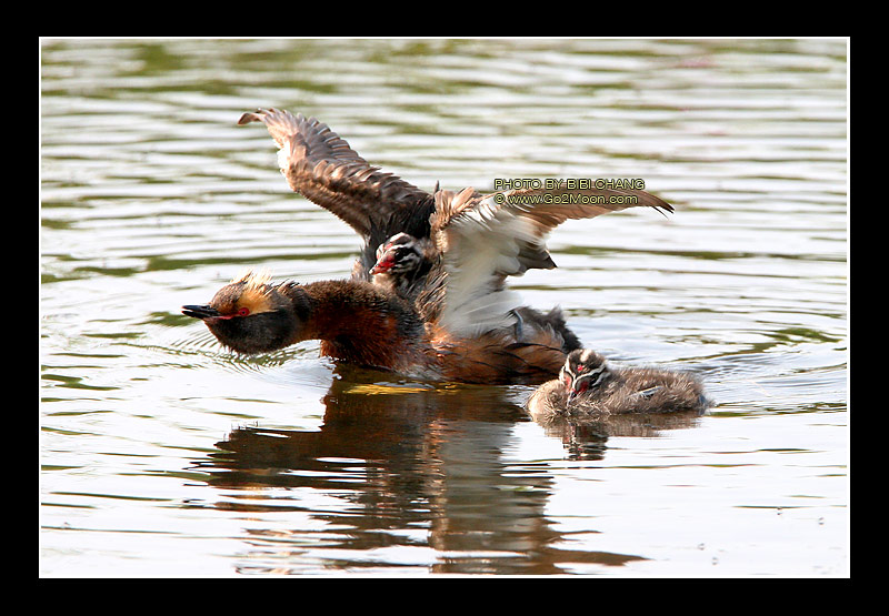 Grebe Stretching Wings