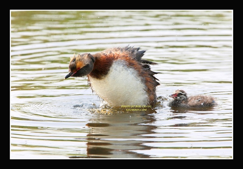 Grebe Fluffing Feathers