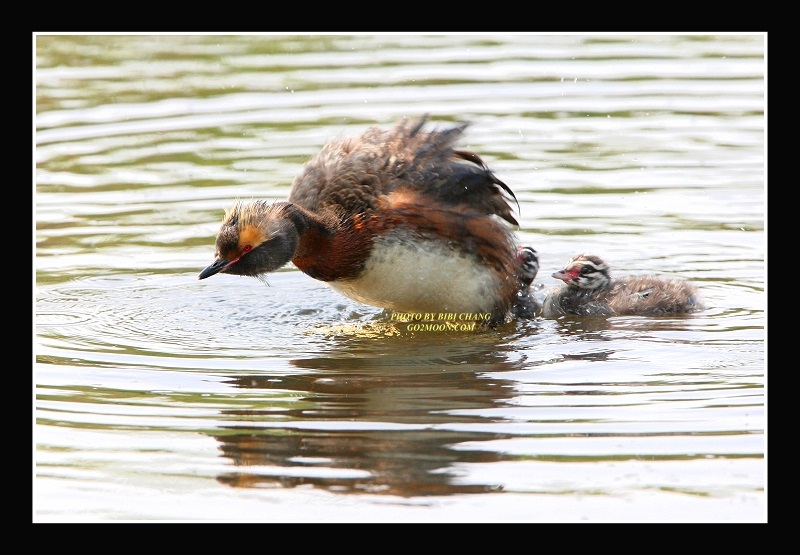 Grebe Fluffing Feathers