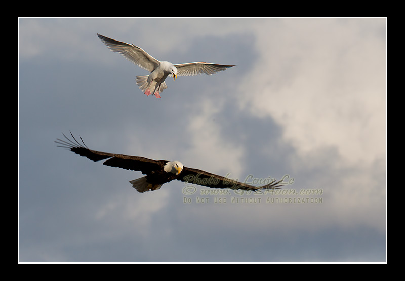 Seagull Attack