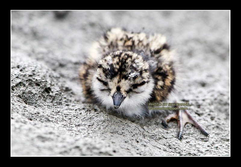 Plover Chick