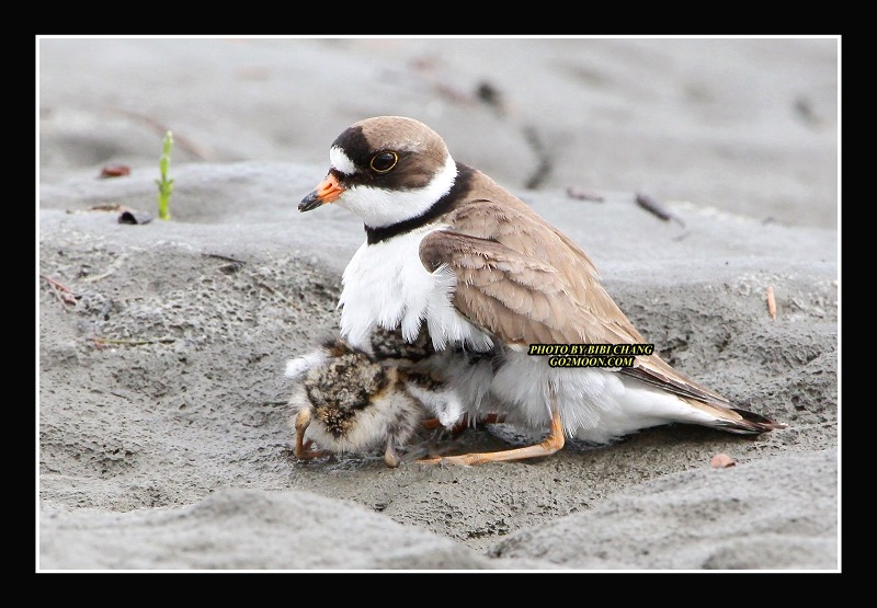 Plover and Chick