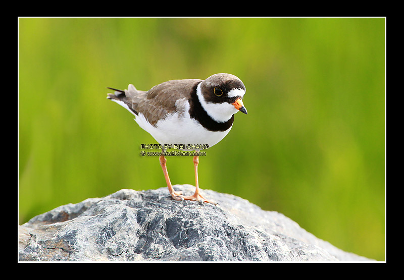 Semipalmated Plover Plumage