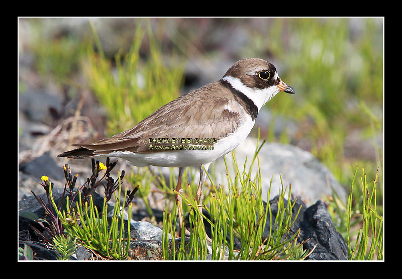 Semipalmated Plover Breeding Plumage