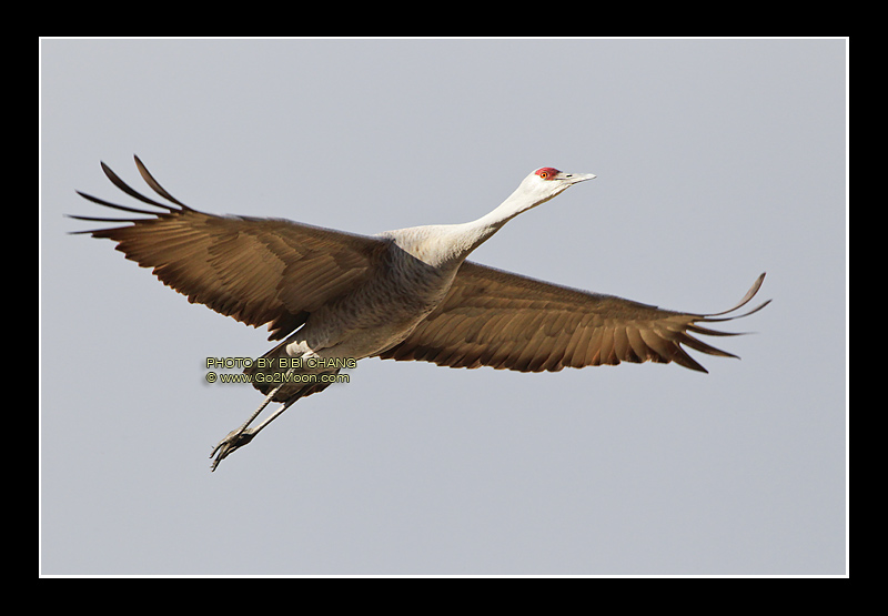 Sandhill Crane in flight
