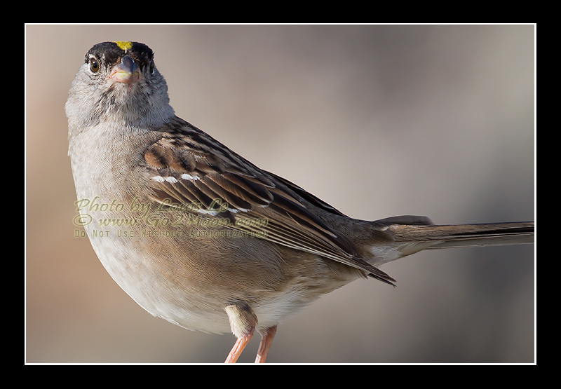 Golden-Crowned Sparrow Plumage Detail