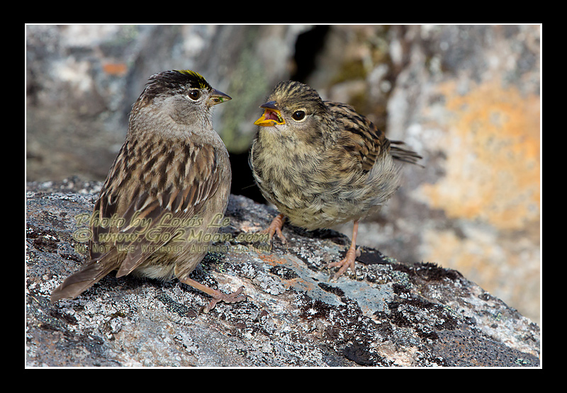 Adult and Juvenile Sparrows Together