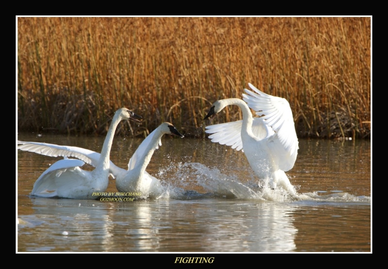 fighting swan