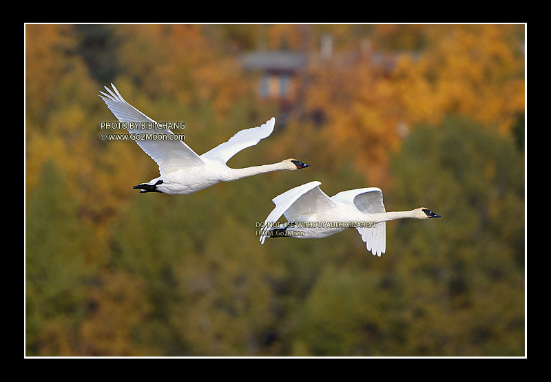 Trumper Swans in Flight