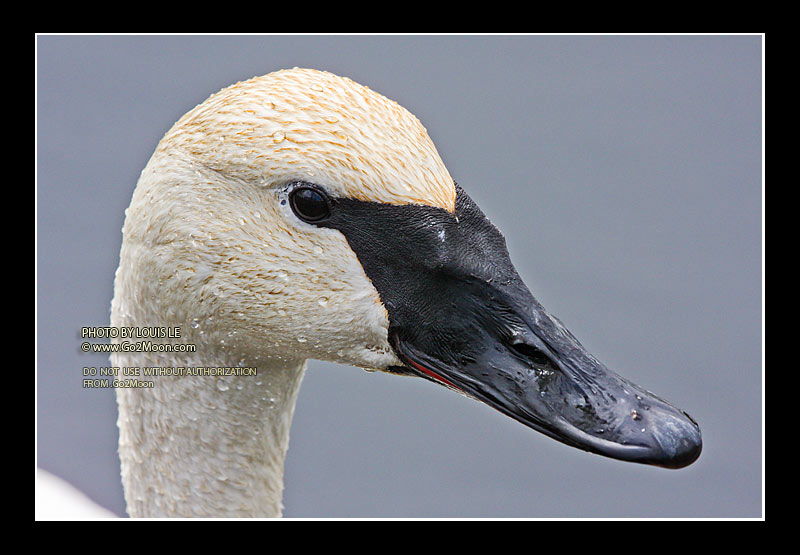 Swan in Spring