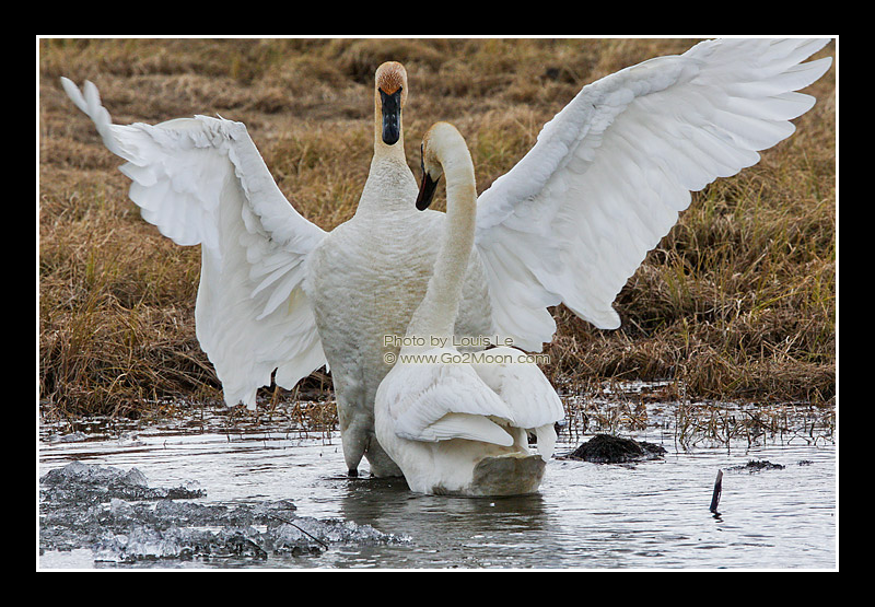 Swan Courtship