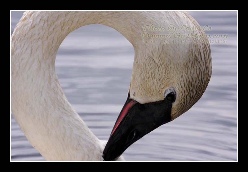 Swan Shape