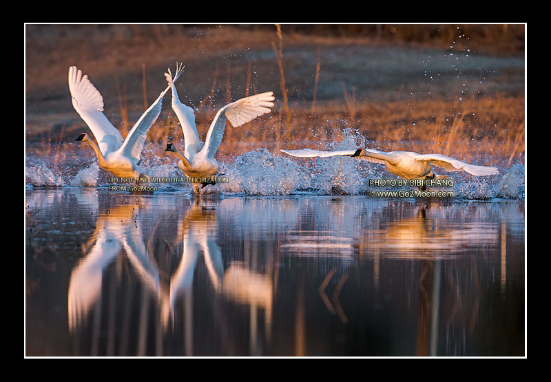 Trumpeter Swans Taking Off