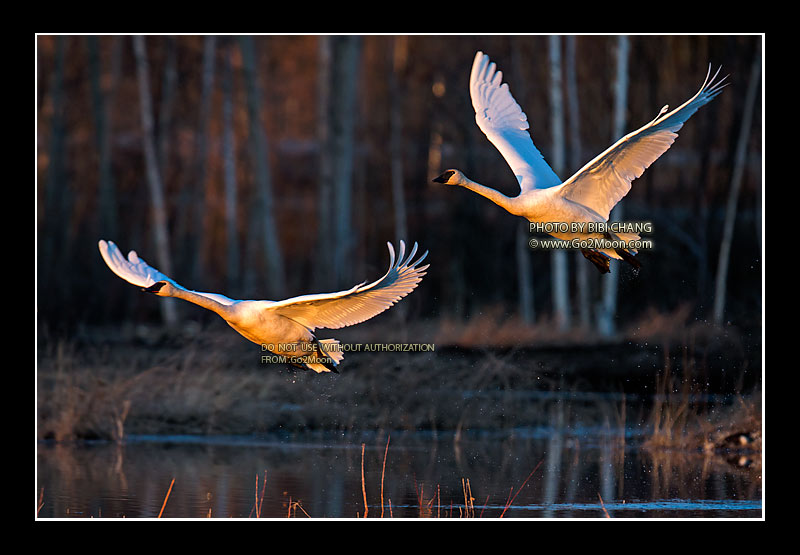 Trumpeter Swans Taking Off