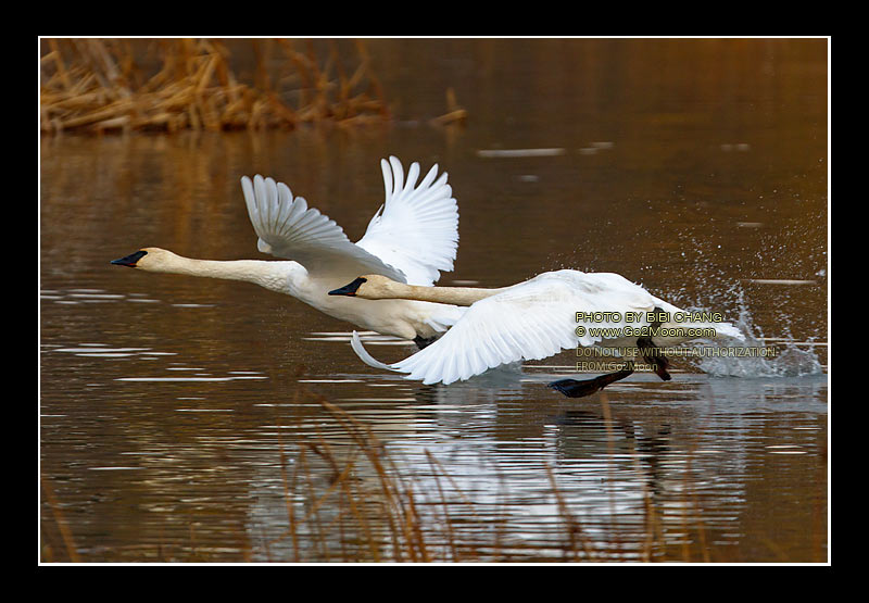 Trumpeter Swan Take Off
