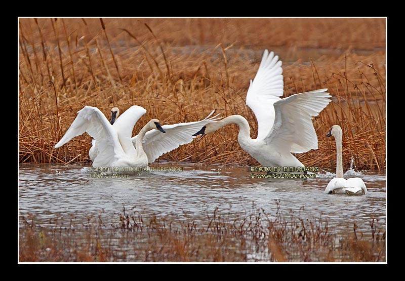 Swans Fighting