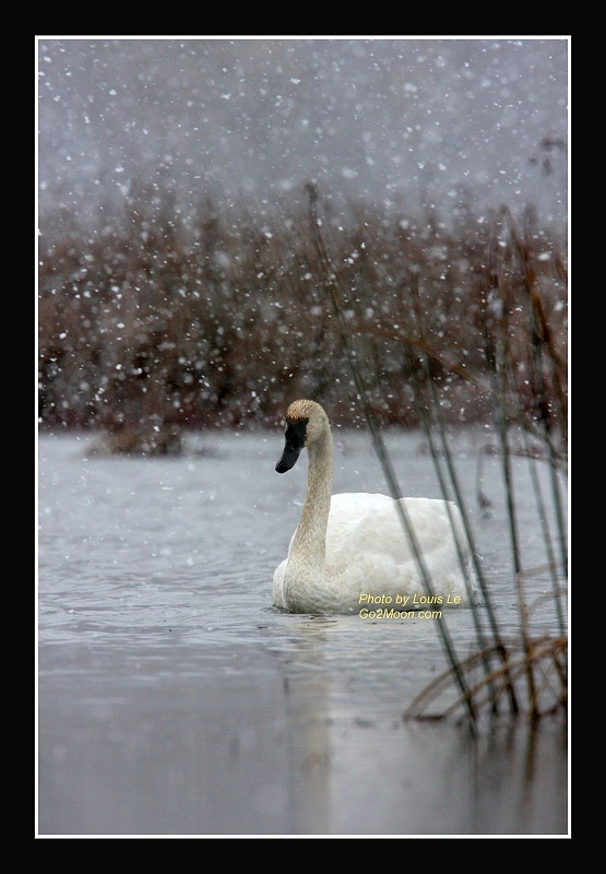 Trumpeter Swan in the Snow