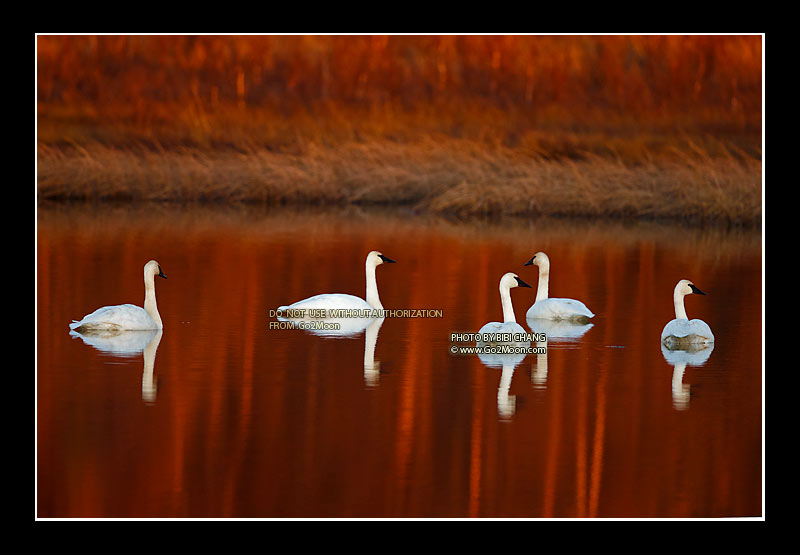 Trumpeter Swan on Lake