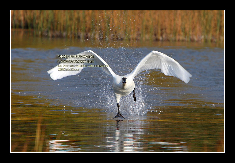 Alaska Swan Photography
