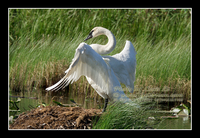 Swan in Spring