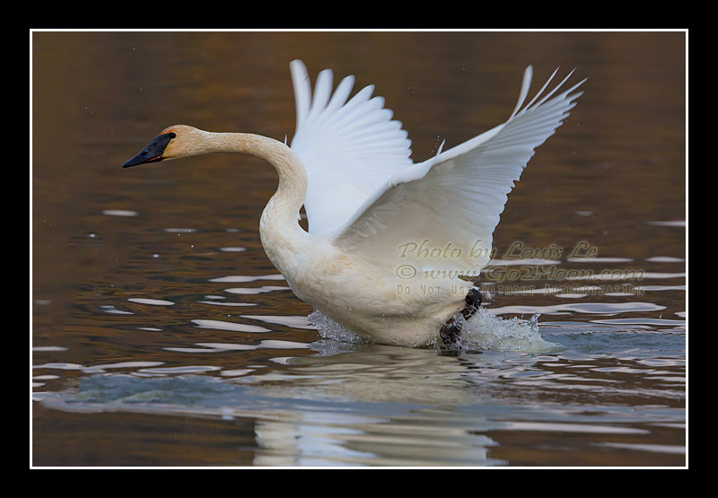 Swan Take Off