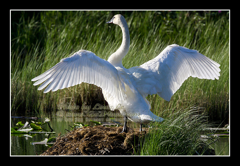 Swan Wingspan