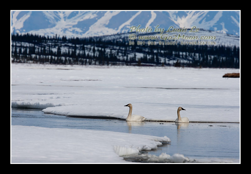 Swans Snow