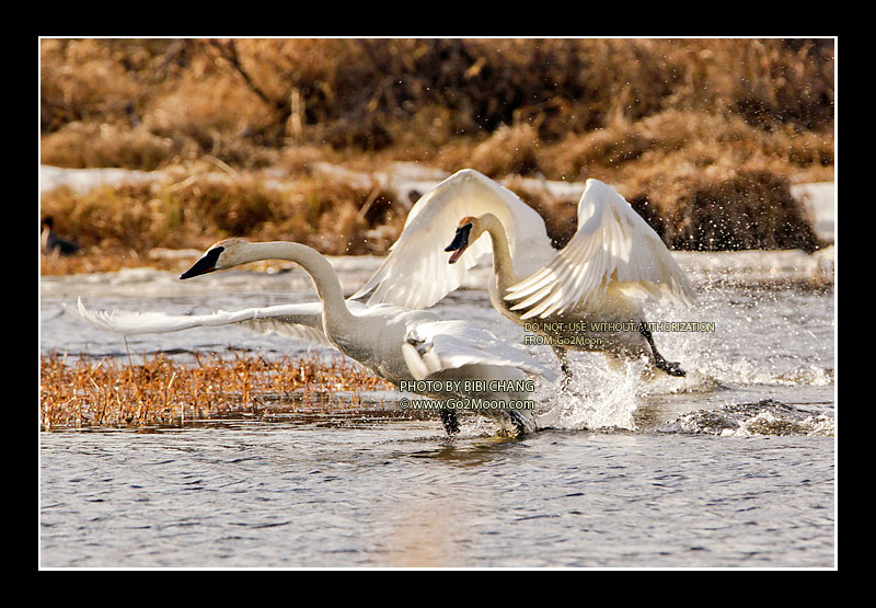 Swan Fighting