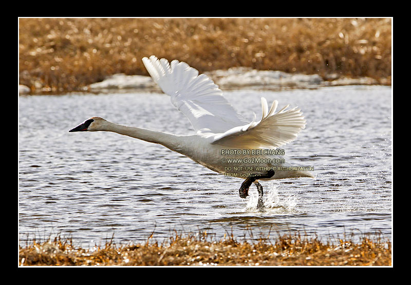 Trumpeter Swan Taking Off