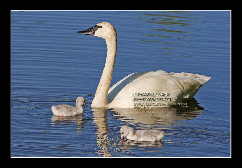 Swan and Cygnet