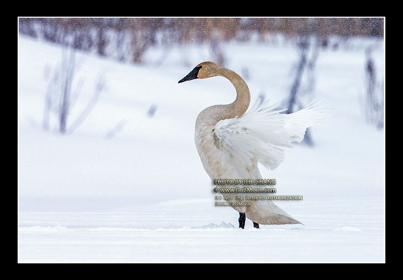 Trumpeter Swan on Snow