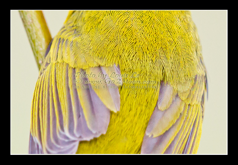 Wilson's Warbler Feather Detail