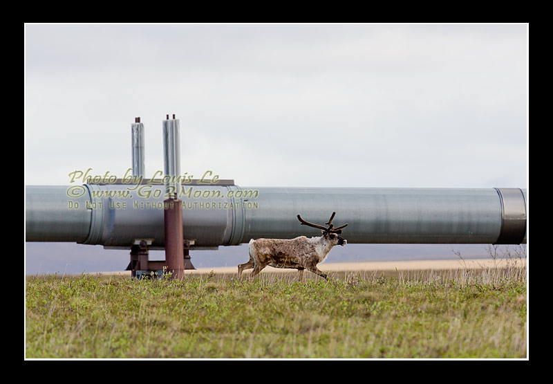 Caribou Pipeline