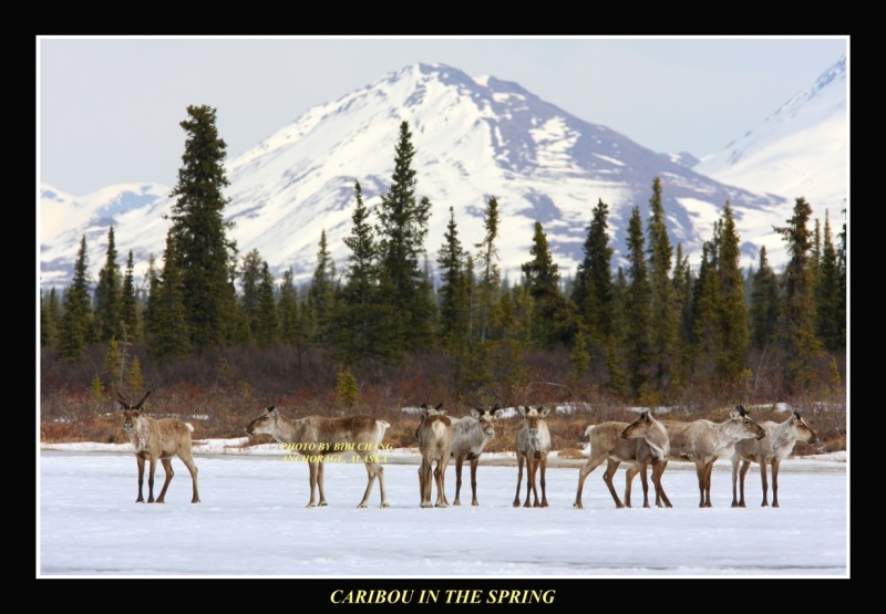 Caribou on Frozen Lake
