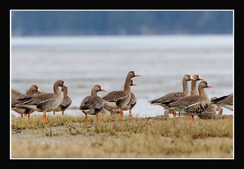 Greater White Fronted Geese Cordova