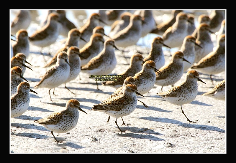 Sandpiper Migration