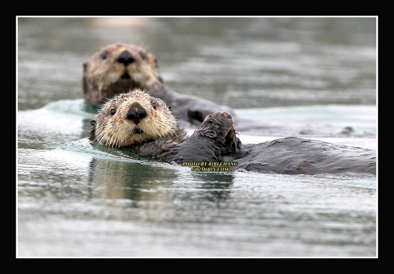 Cordova Sea Otters