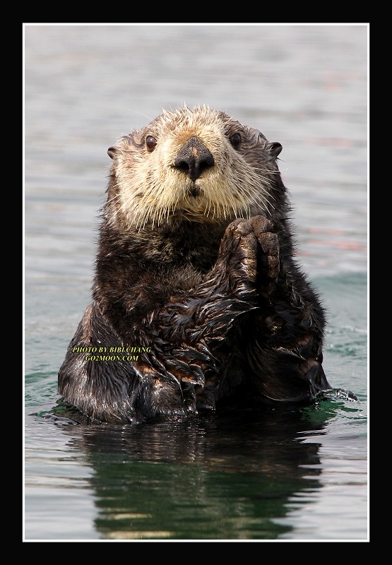 Sea Otter Portrait