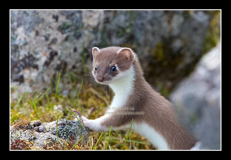 Alaska Weasel