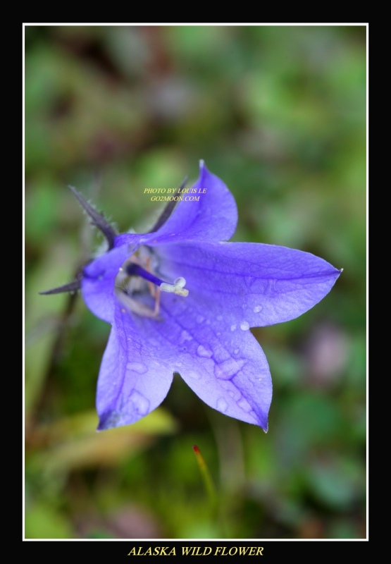Mountain Harebell Close Up