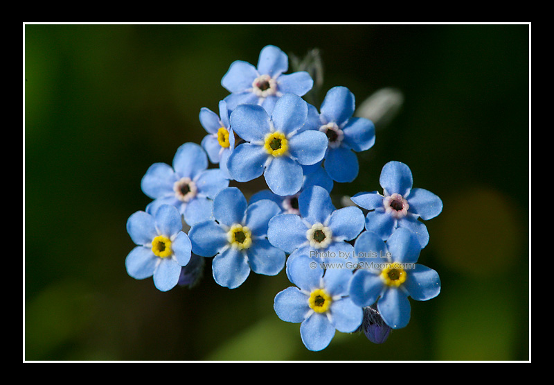Alpine Forget Me Not