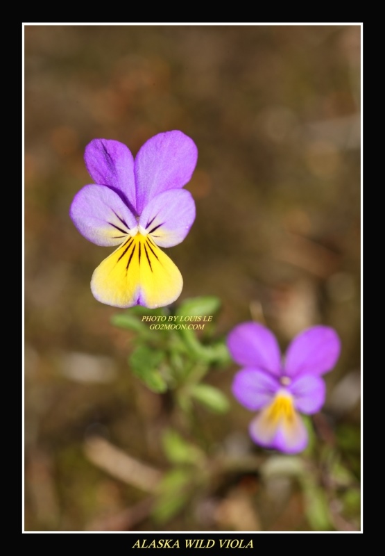 Alaska Viola