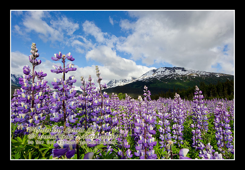 Alaska Lupin Field
