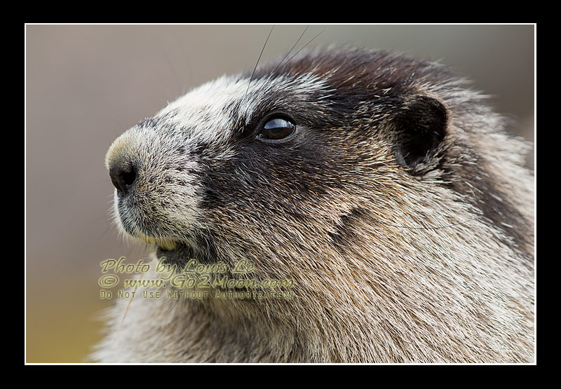 Adult Hoary Marmot