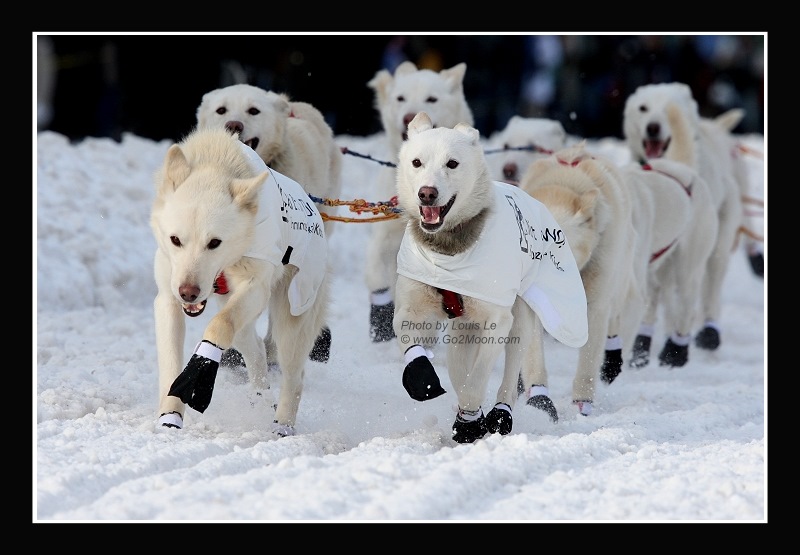 Jim Lanier White Dogs