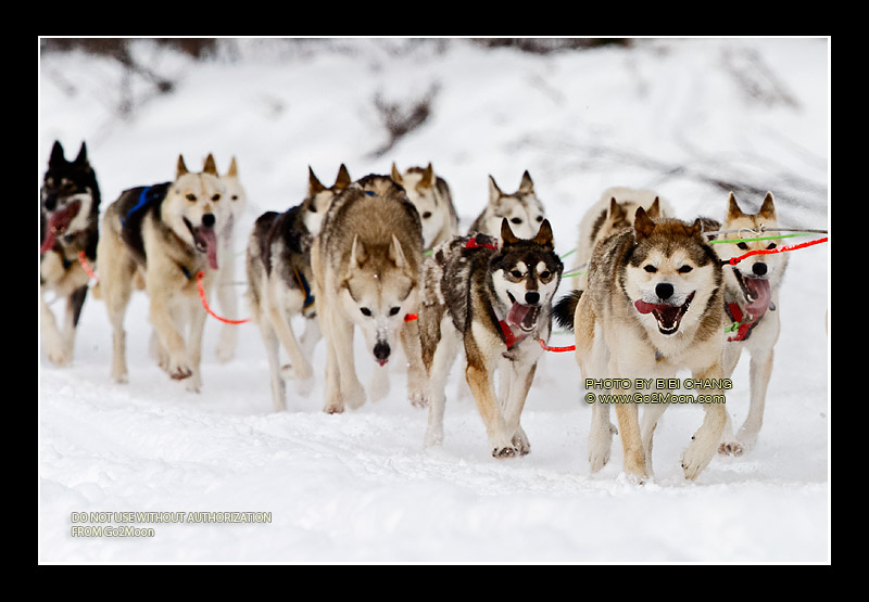 Bob Chlupach Iditarod Dogs