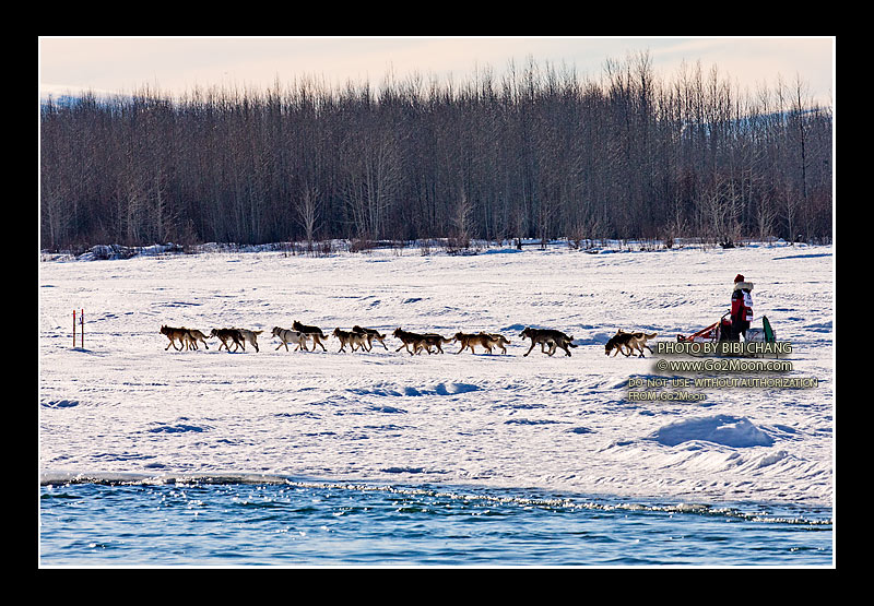 Aliy Zirkle Iditarod