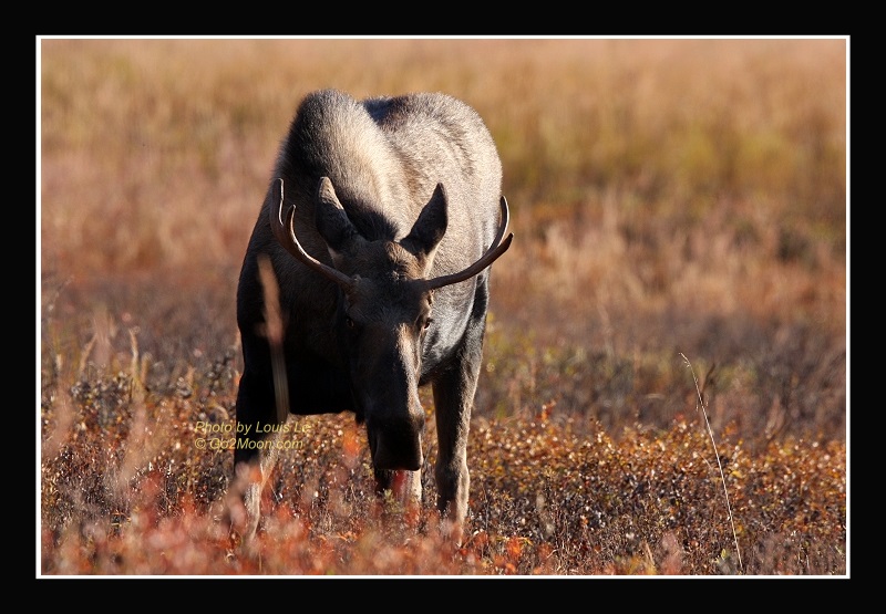 Bull Moose New Antlers