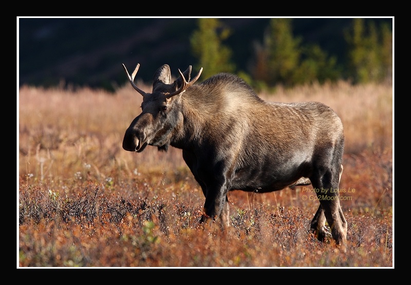 Young Bull Moose Rack